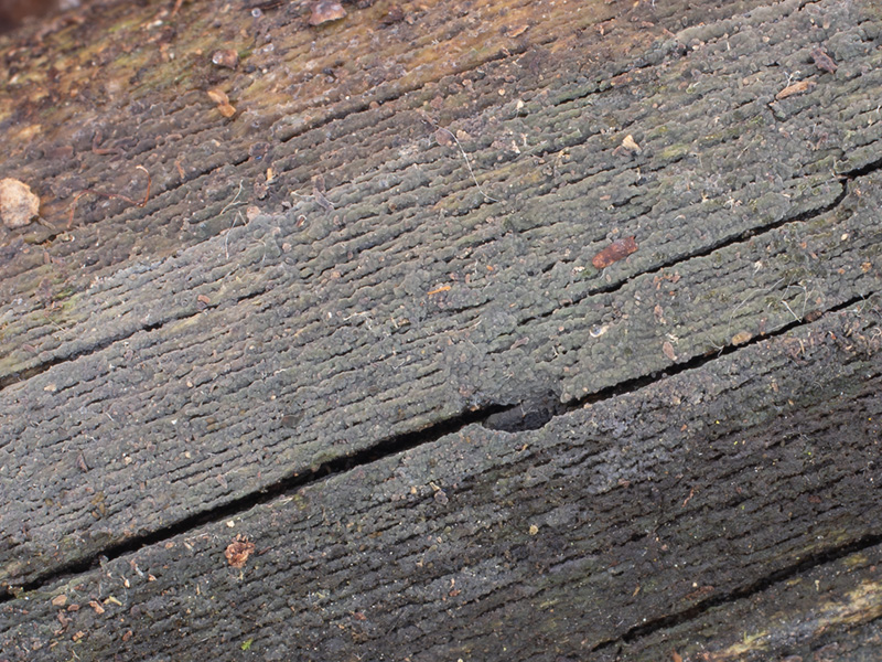 Amyloxenasma allantosporum